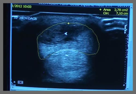 Fast tissue healing of SDF Tendon of horses with VET Sonotron Mark2